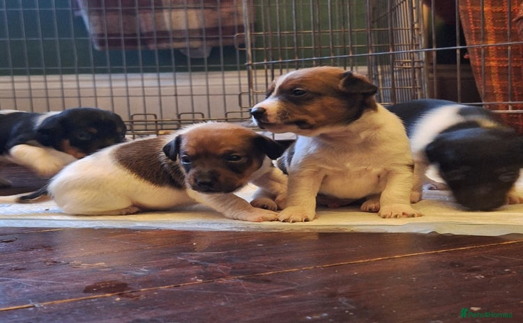 Jack Russell dogs - Advert 6