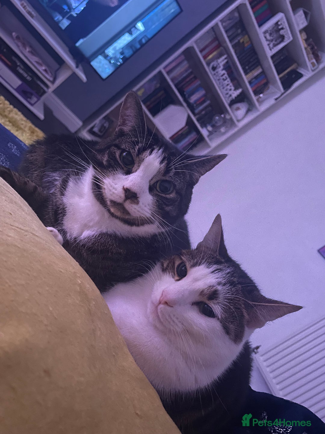 British Shorthair cats for sale: Two brothers 5 years old  - Advert 1