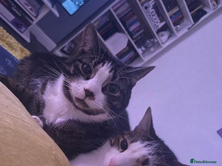 British Shorthair cats Two brothers 5 years old - Advert 1