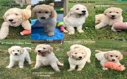 Labradoodle dogs for sale: F1B Standard Labradoodle Puppies Ready Now!🩷💙 - Image 4