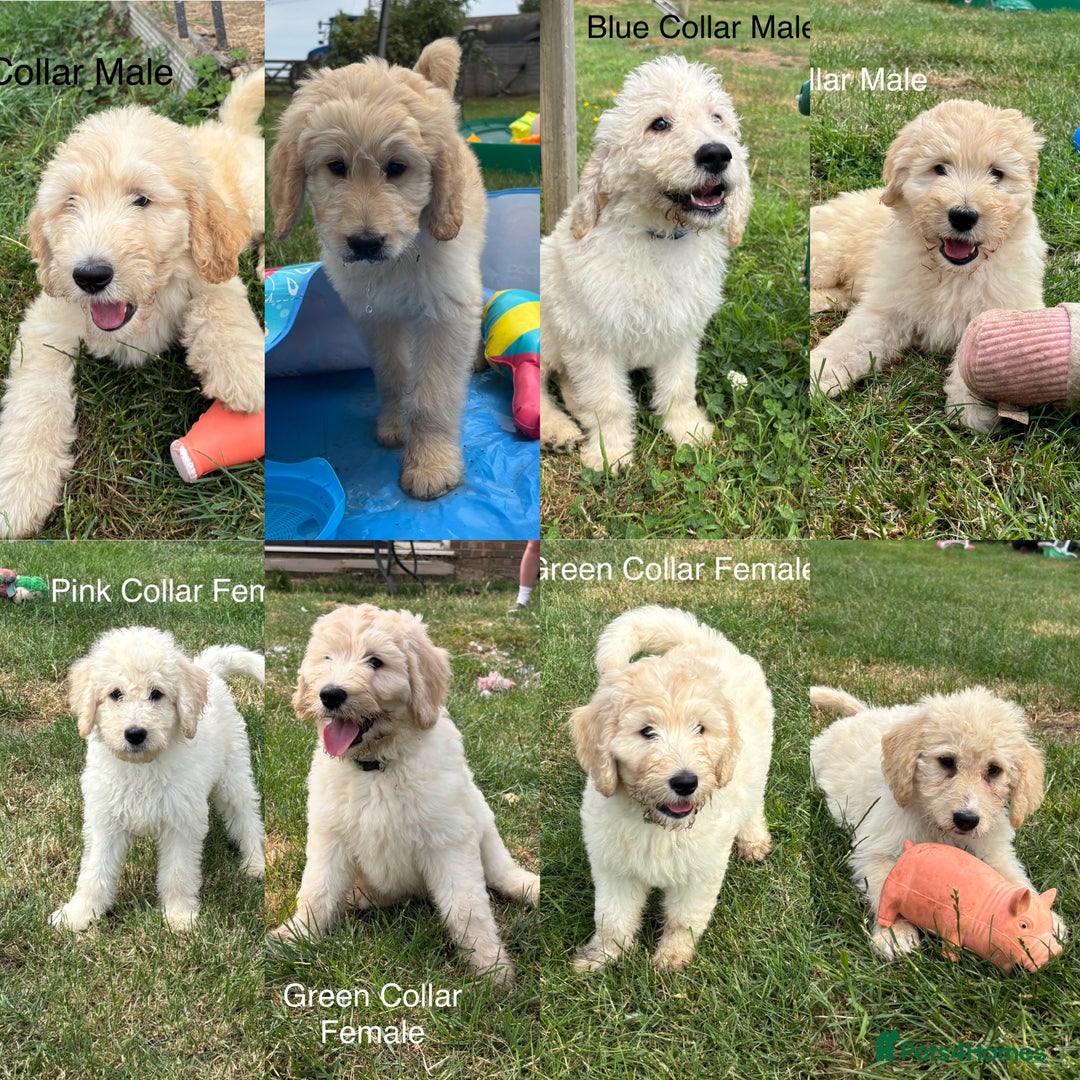 Labradoodle dogs for sale: F1B Standard Labradoodle Puppies Ready Now!🩷💙 - Image 4