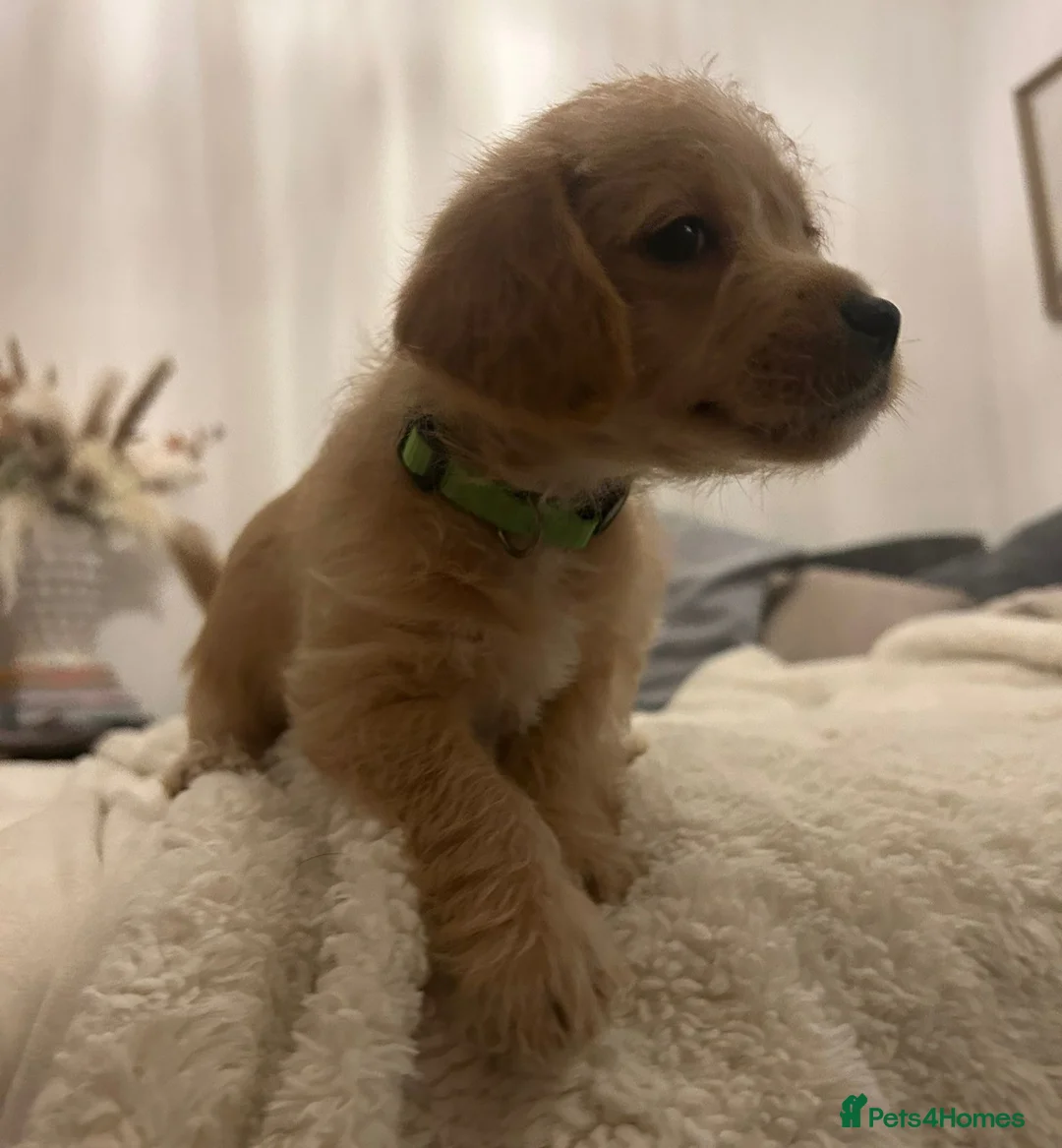 Jackapoo dogs for sale: Jackapoo puppies - Advert 2