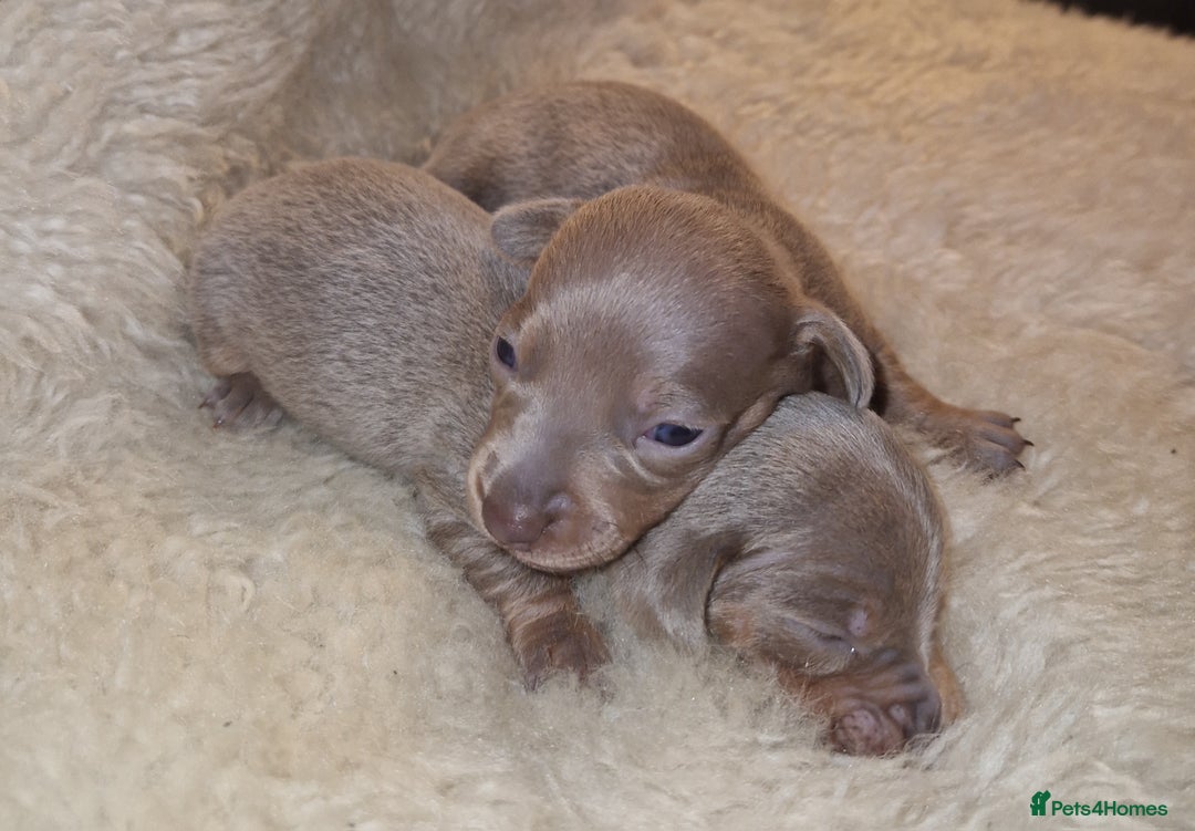Dachshund dogs for sale: Beautiful litter of mini dachshunds  - Advert 10