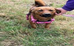 Mixed Breed dogs for adoption: Meet Jojo, currently residing in Essex - Image 2