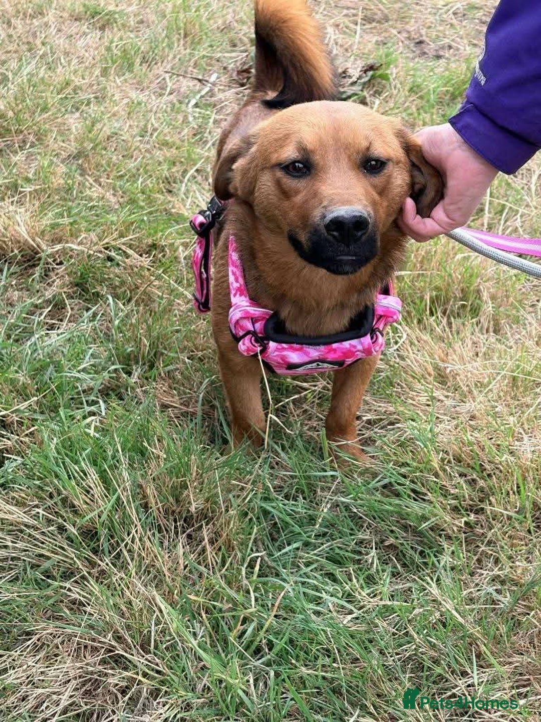 Mixed Breed dogs for adoption: Meet Jojo, currently residing in Essex - Image 2