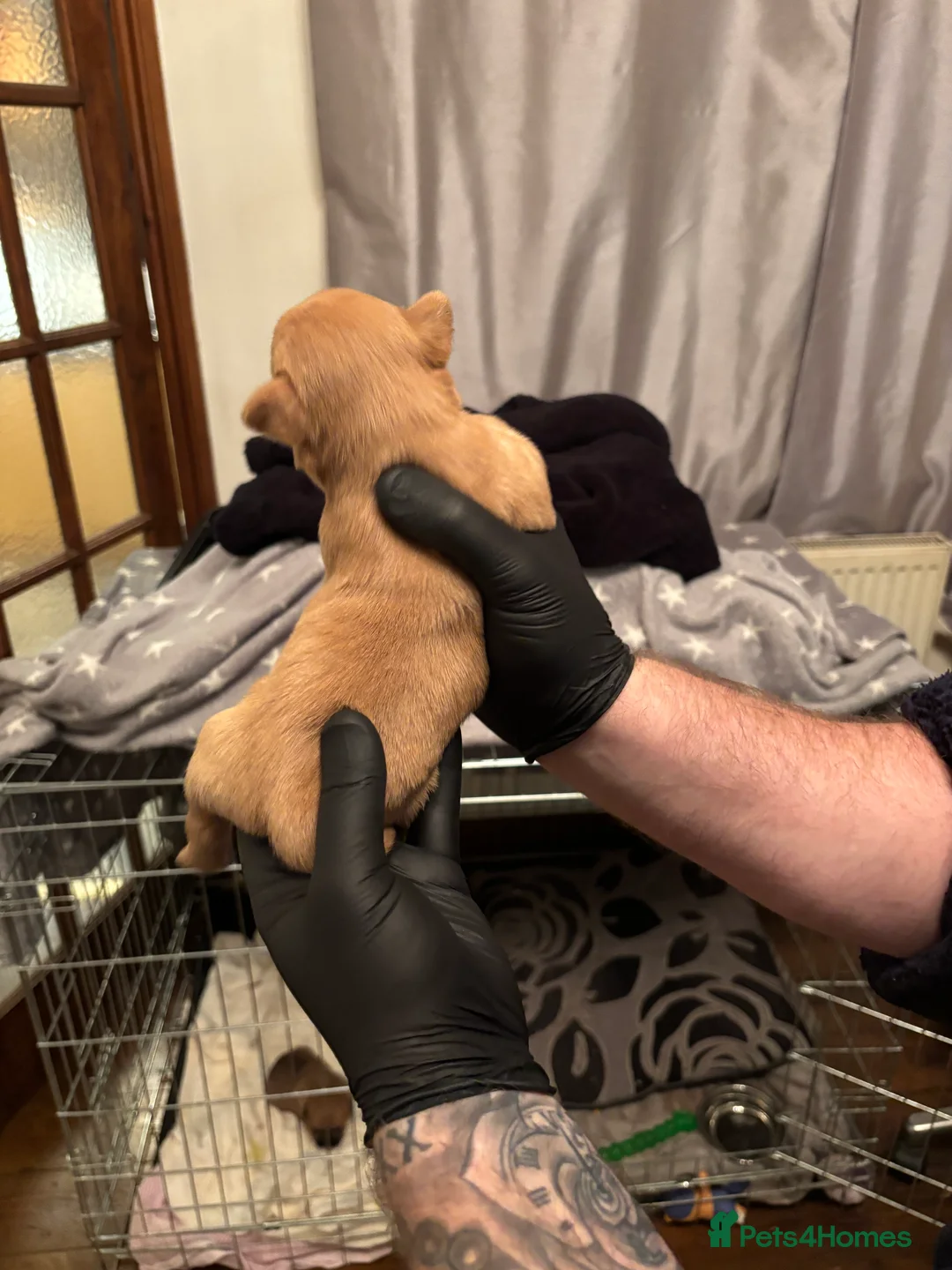 Mixed Breed dogs for sale: Floodles - Advert 10