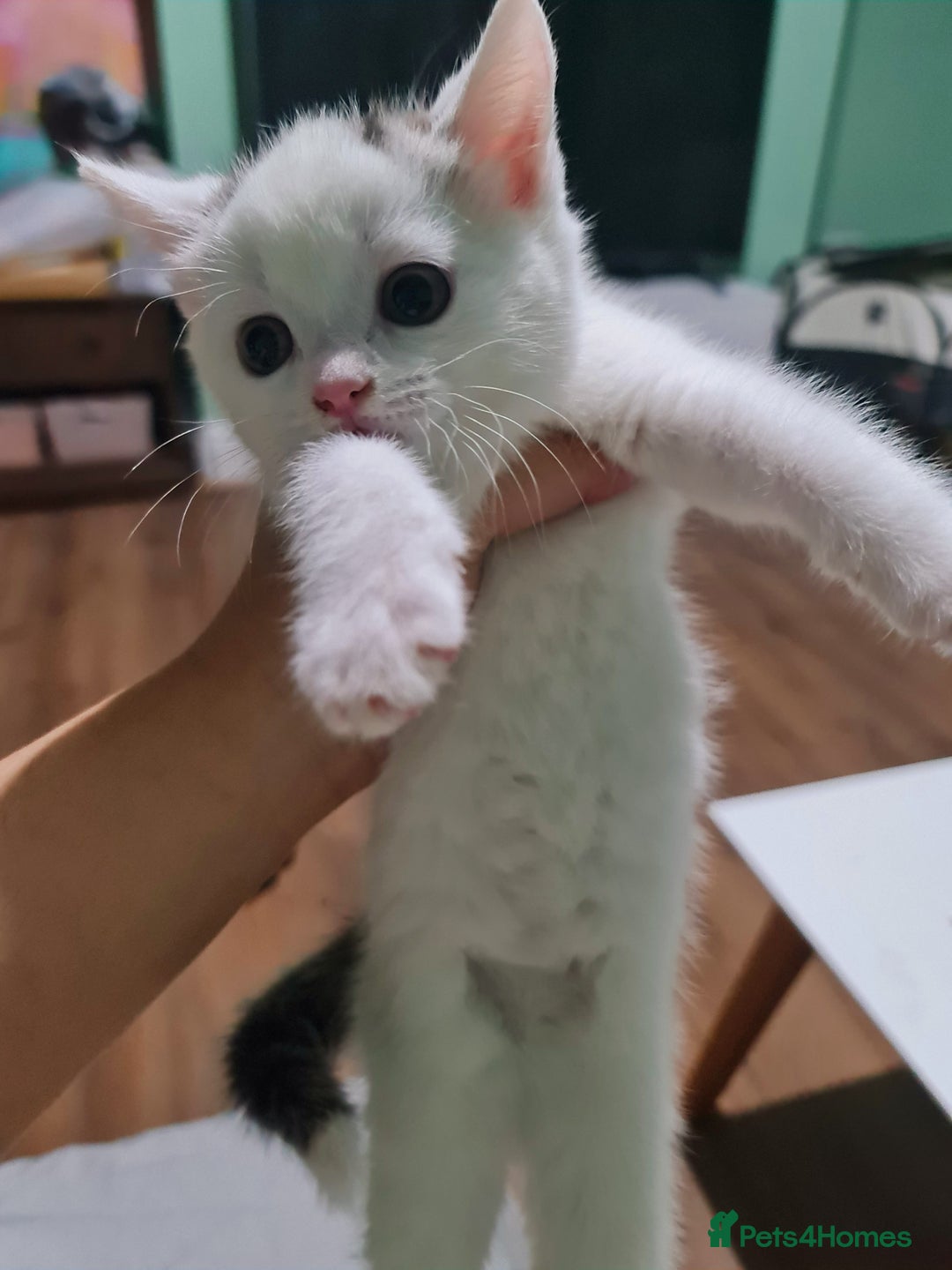 Mixed Breed cats for sale: 4 female kittens - Image 8
