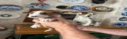 English Bull Terrier dogs for sale: English bull terrier puppies - Advert 14