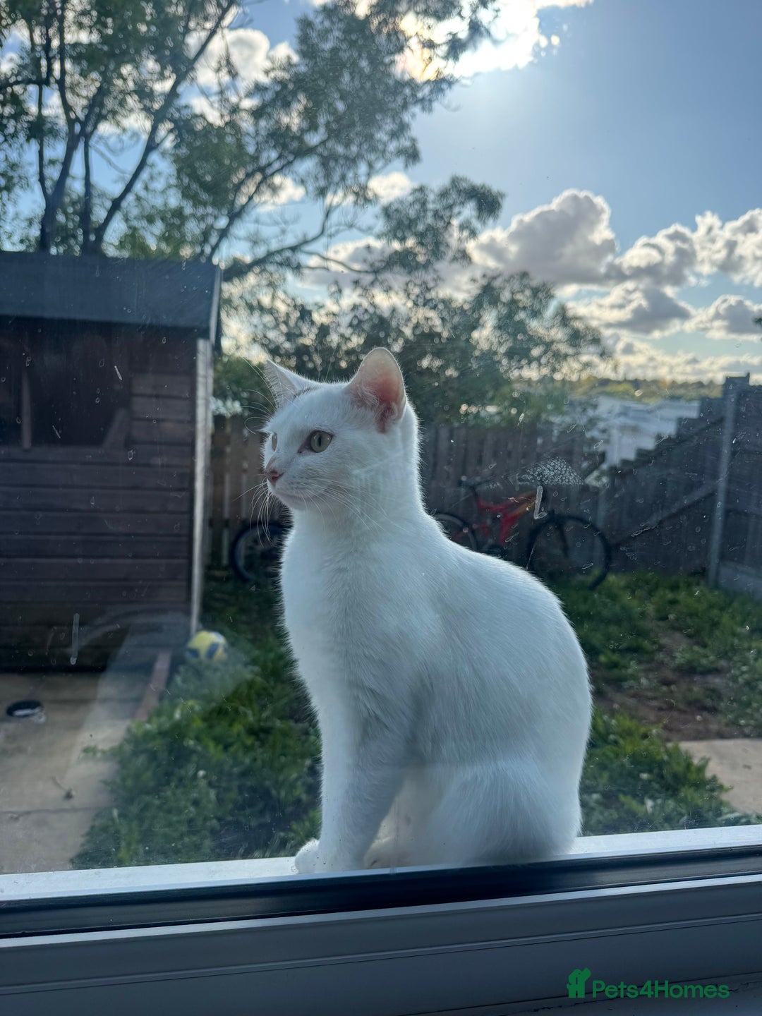 Domestic Shorthair cats for sale: Snow White sisters ❄️🥰 - Image 17