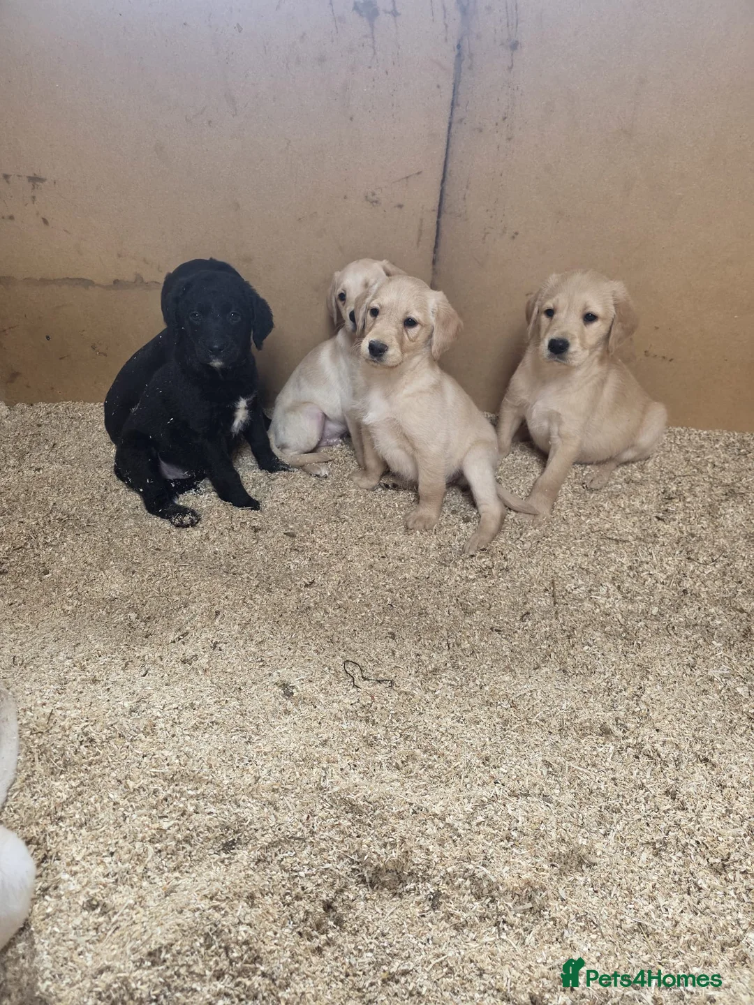 Labradoodle dogs for sale: Gorgeous litter or Labradoodle Puppies - Advert 2