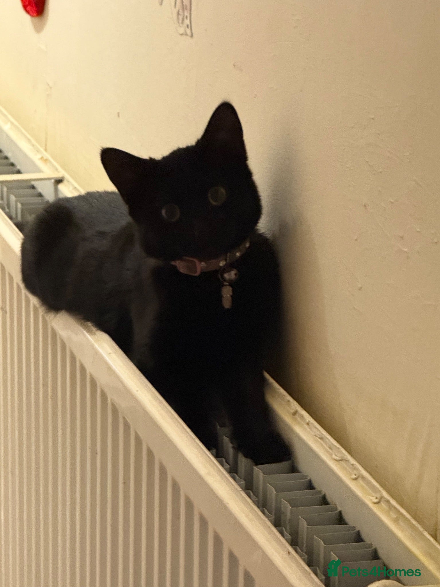 Mixed Breed cats 3 male kittens for sale  - Advert 1
