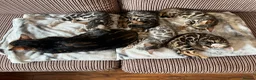 Bengal cats for sale: Bengal kittens  - Advert 8