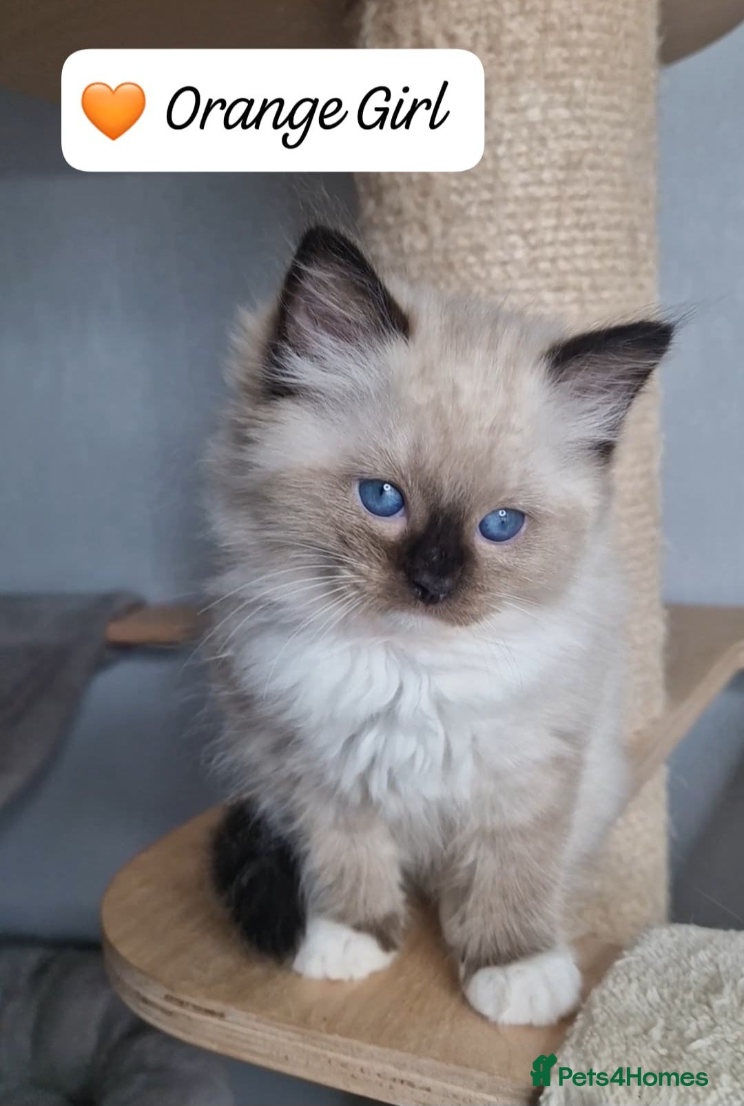 Ragdoll cats Luxury Kittens-European line Ragdoll - Advert 6