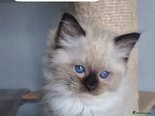 Ragdoll cats Luxury Kittens-European line Ragdoll - Advert 1