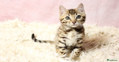 Bengal cats - Advert 6