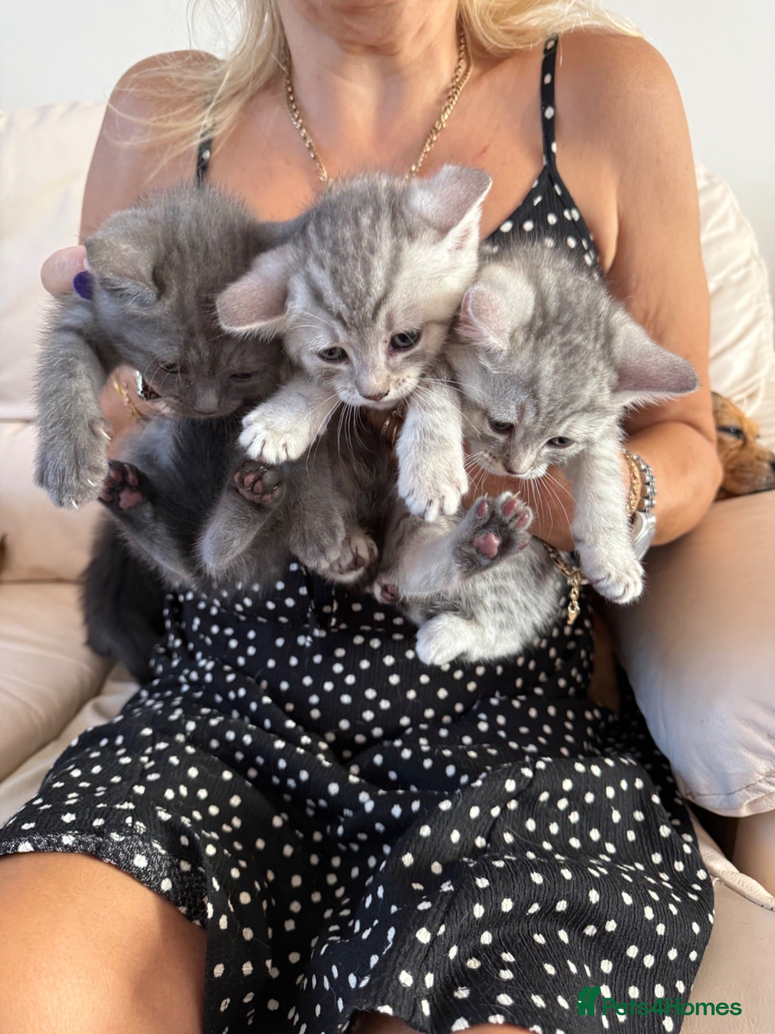 British Shorthair cats Bsh cross ragdoll kittens READY NOW! - Advert 2