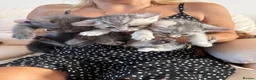 British Shorthair cats for sale: Bsh cross ragdoll kittens READY NOW! - Advert 2