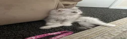 Persian cats for sale: Pure Persian  - Advert 6