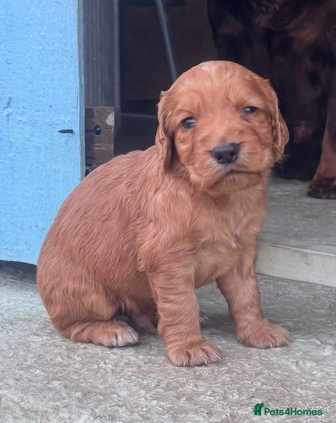 Cocker Spaniel dogs for sale: Beautiful litter of cocker spaniel puppies in Pontypool - Advert 16