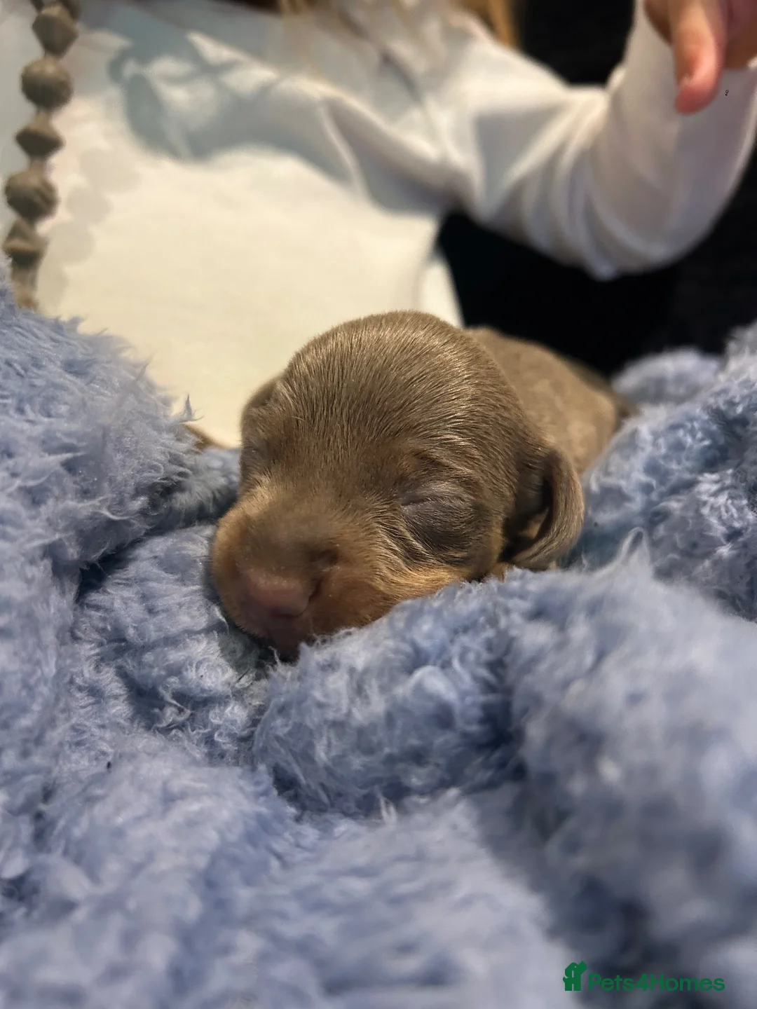 Miniature Dachshund dogs for sale: Miniature Isabella and tan dachshund  - Advert 1