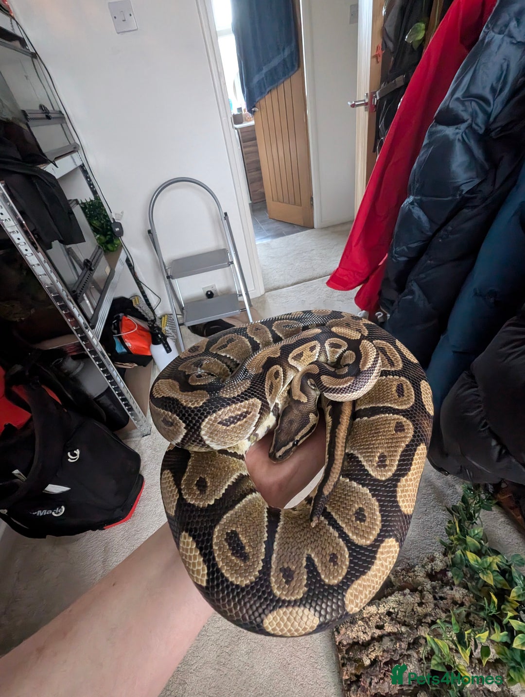 Python Snake reptiles for sale: Boris - Ball Python - Advert 1
