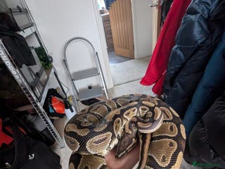 Python Snake reptiles Boris - Ball Python - Advert 3