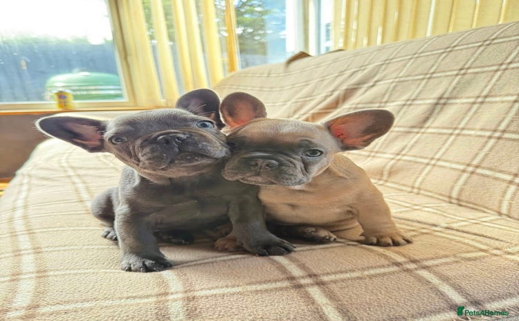 French Bulldog dogs - Advert 9