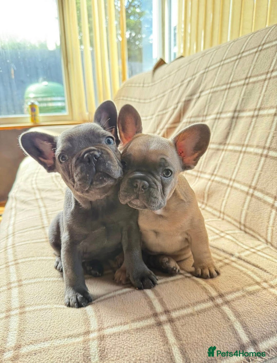 French Bulldog dogs for sale: 💔 Looking for a New Home - Image 1