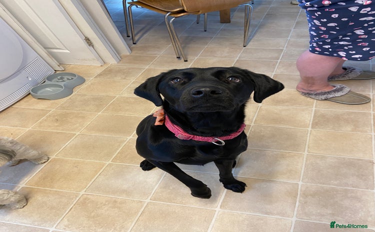 Labrador Retriever dogs - Advert 6