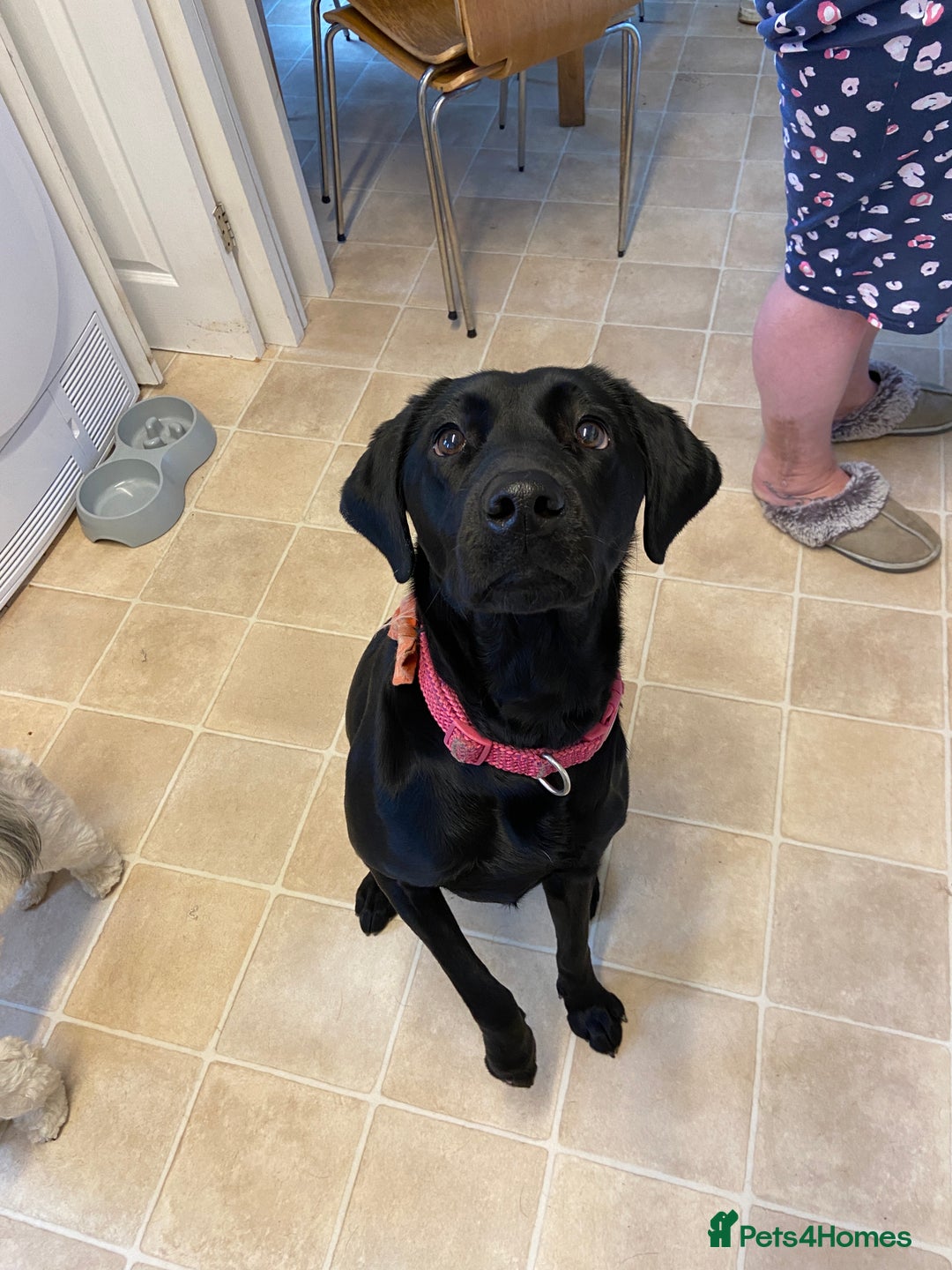 Labrador Retriever dogs for sale: For sale Female Labrador  - Image 1