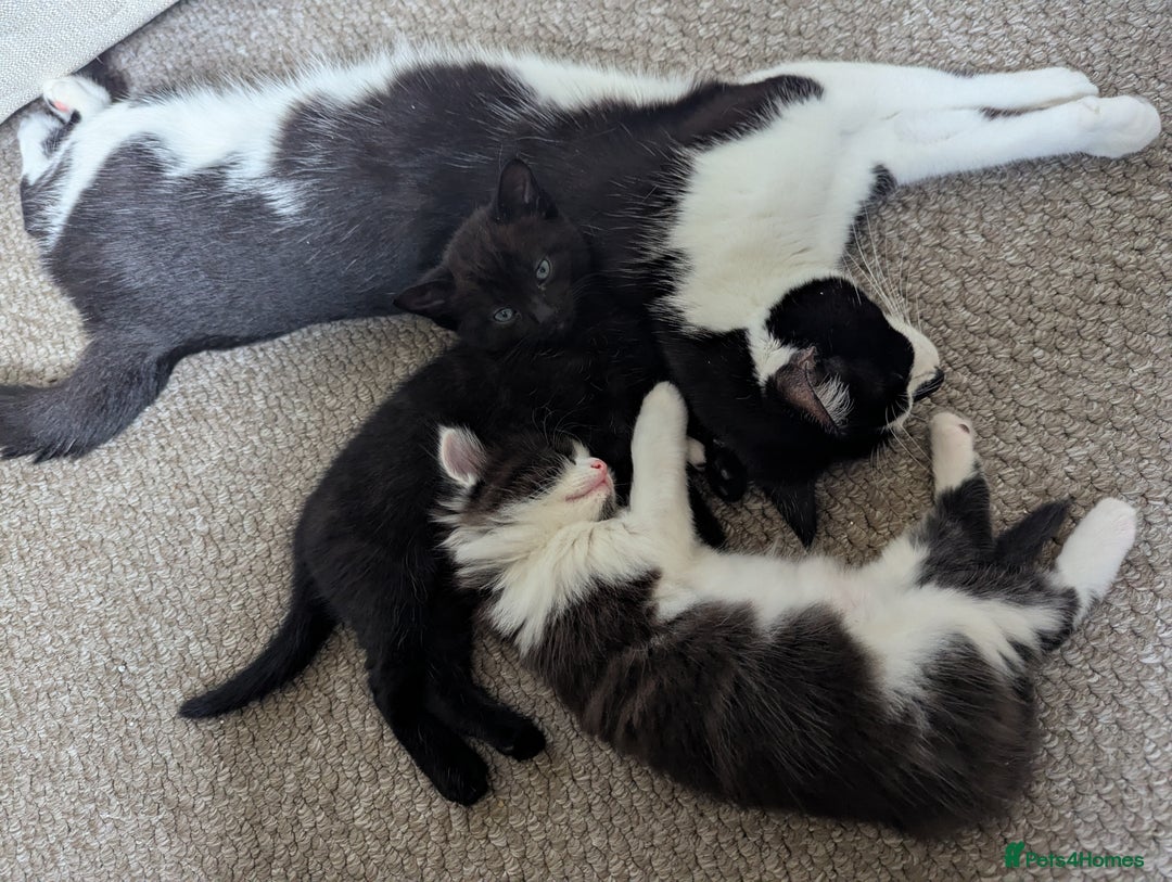 Mixed Breed cats for sale: Beautiful boy kittens - Image 1