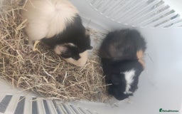 Guinea Pig rodents for sale: 2 Male Guinea Pigs - Have to go together  - Image 6