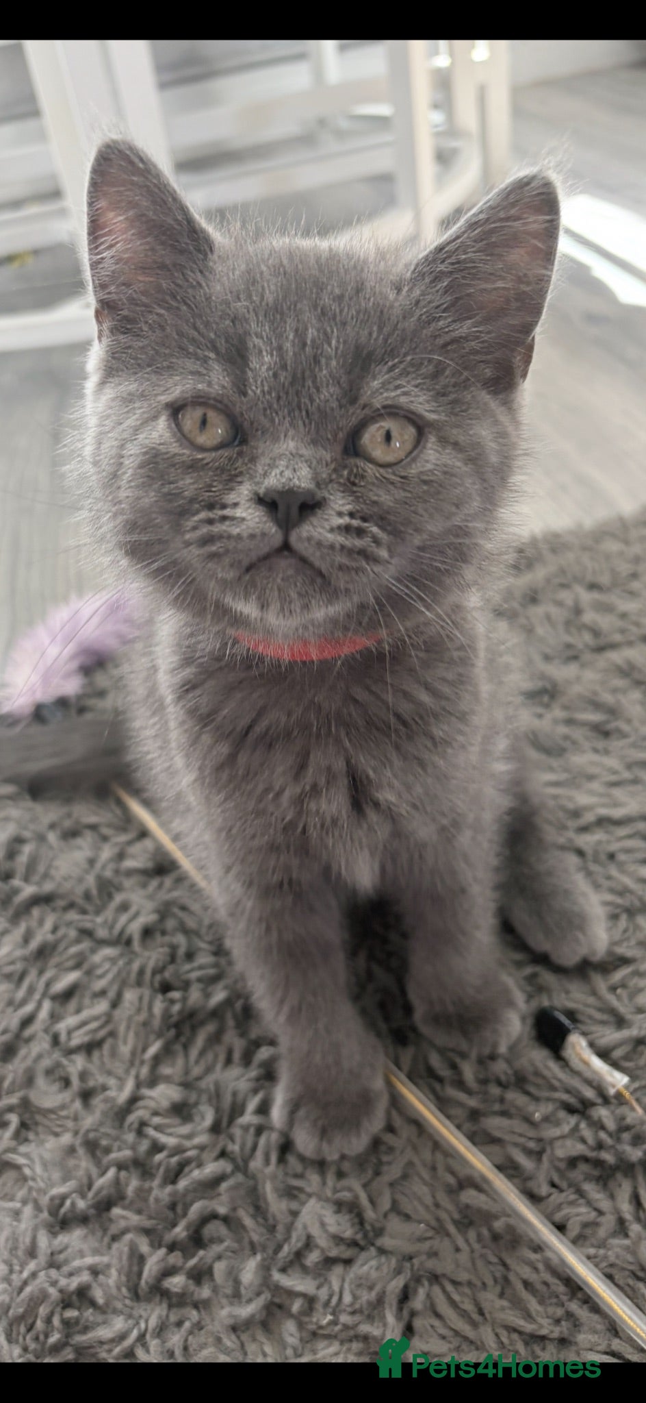Persian cats One gorgeous boy left !!  - Advert 10