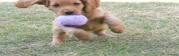 Cocker Spaniel dogs for sale: Working cocker spaniel pup's,sire is ft champion - Advert 4