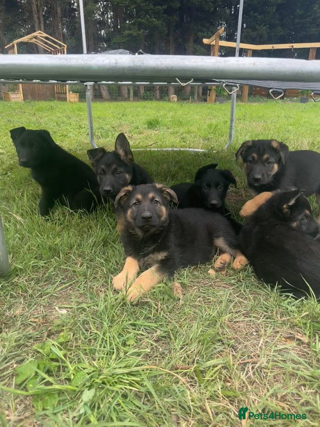 German Shepherd dogs for sale: Male And Female KC German Shepherd Puppies. - Image 2