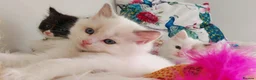 Ragdoll cats for sale: ALL RESERVED 😻😻BEAUTIFUL CROSS RAGDOLL/PERSIAN - Advert 18