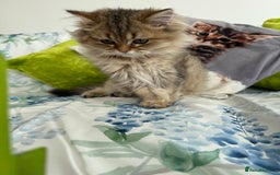 British Longhair cats for sale: Last British Longhair kitten  - Advert 4
