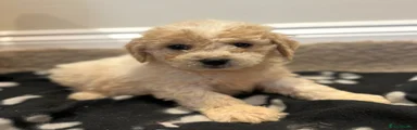 Cavapoo 2