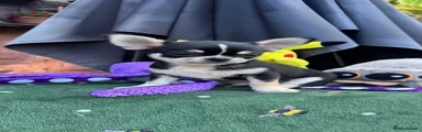 Chihuahua Puppy 2