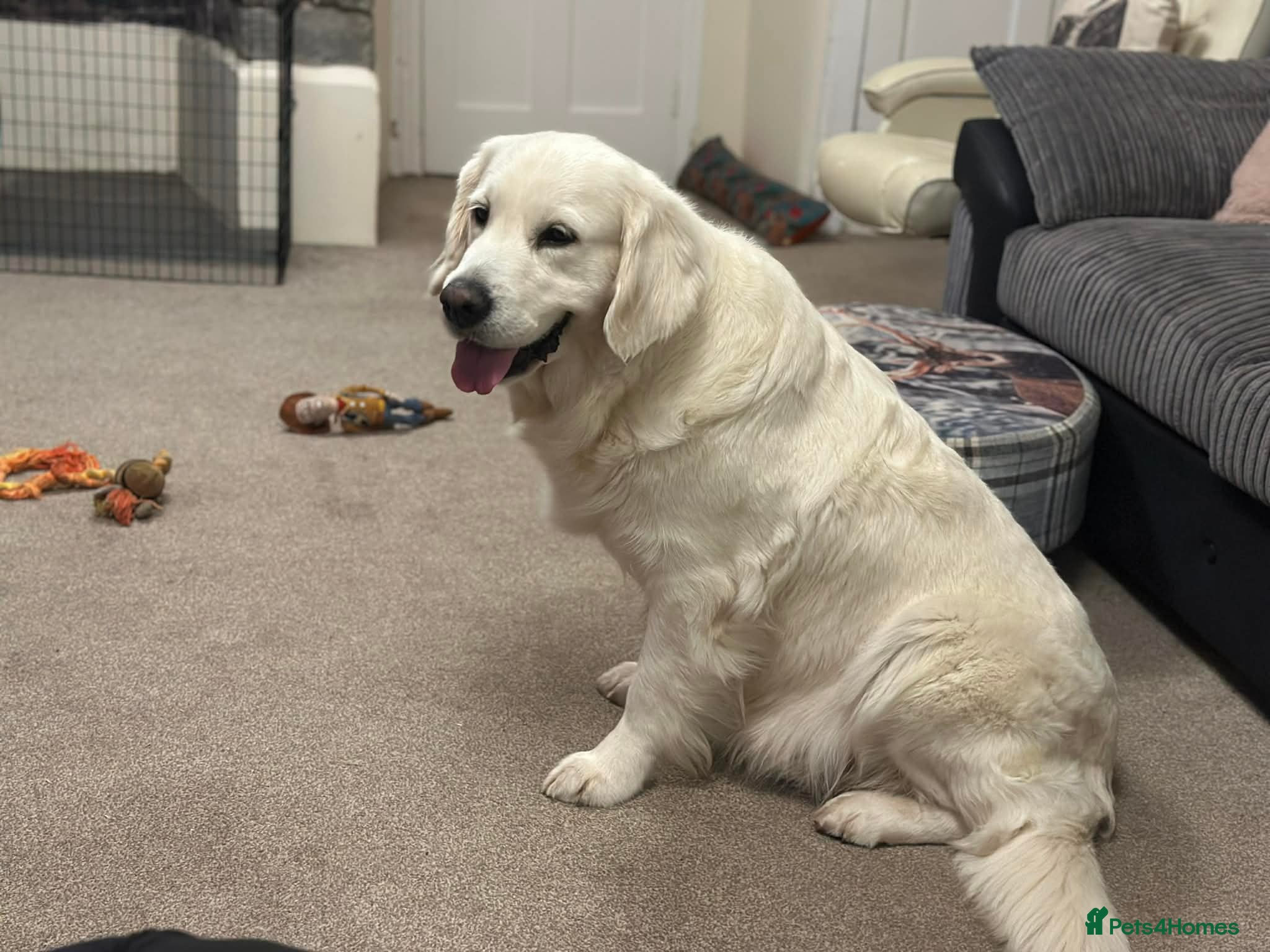 Golden Retriever dogs Beautiful golden retriever girl in Bideford - Advert 1