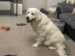 Golden Retriever dogs Beautiful golden retriever girl in Bideford - Advert 8