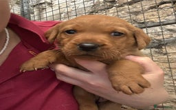 Labrador Retriever dogs for sale: KC reg health tested lab pups  - Image 16