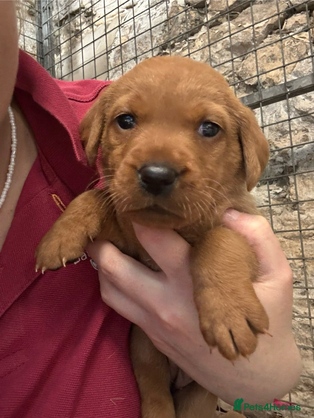Labrador Retriever dogs for sale: KC reg health tested lab pups  - Image 16