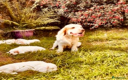 Clumber Spaniel dogs for sale: 3/4 clumber 1/4 cocker spaniel pups - Image 10