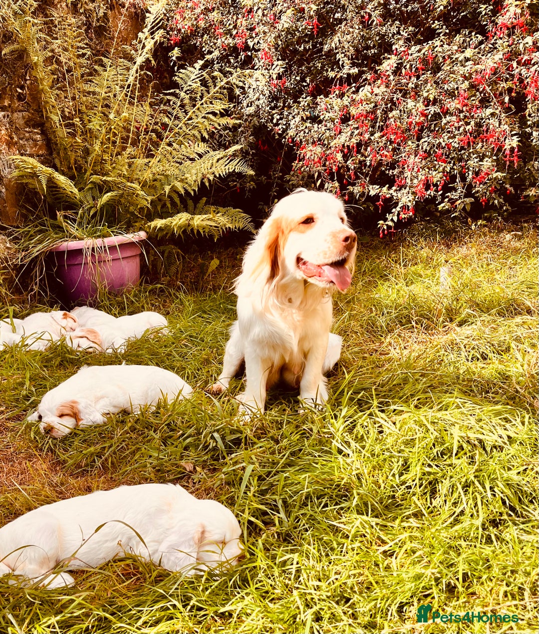 Clumber Spaniel dogs for sale: 3/4 clumber 1/4 cocker spaniel pups - Image 10
