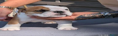 English Bulldog 1