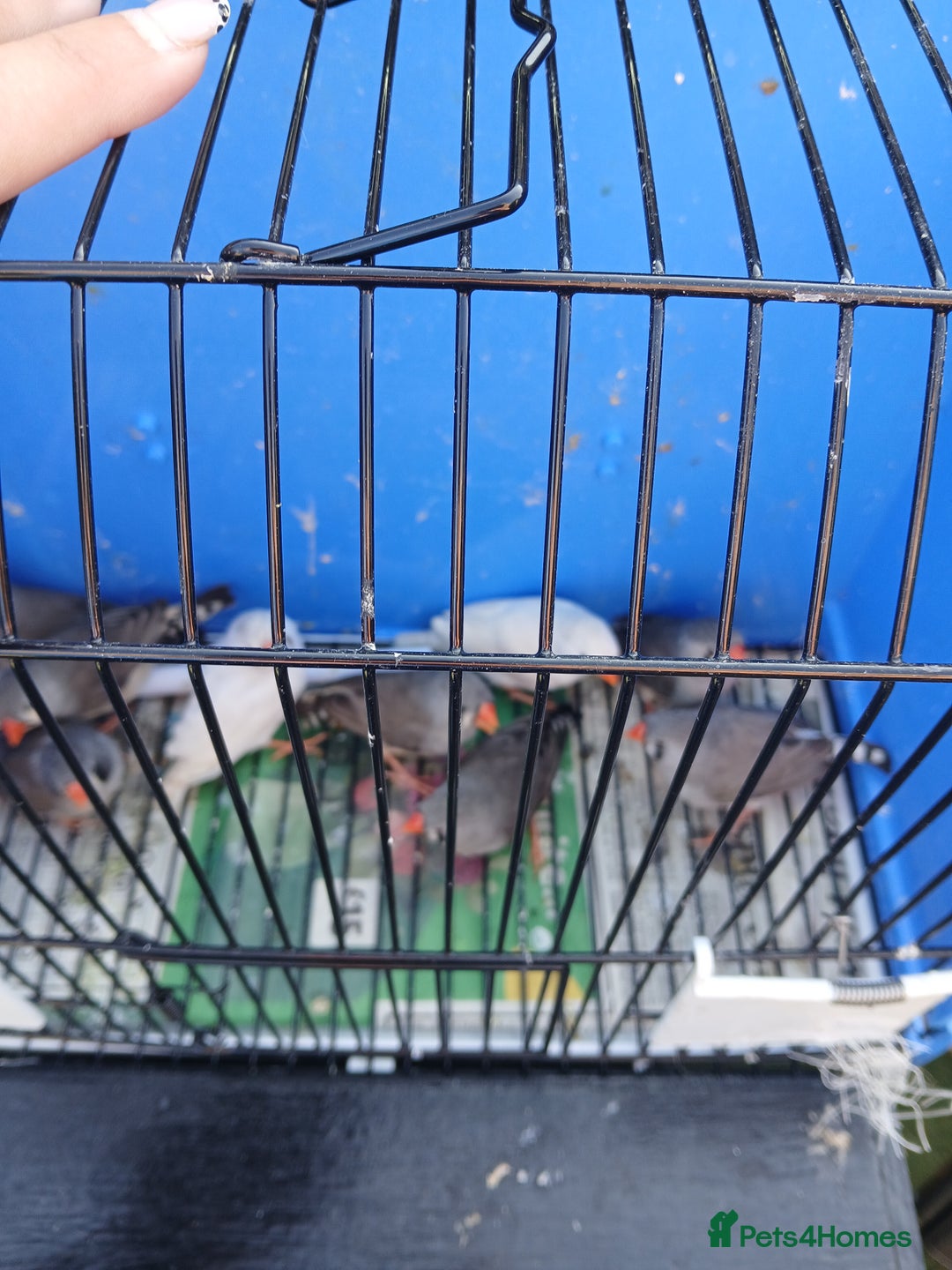 Finches birds for sale: Various finches - Image 2