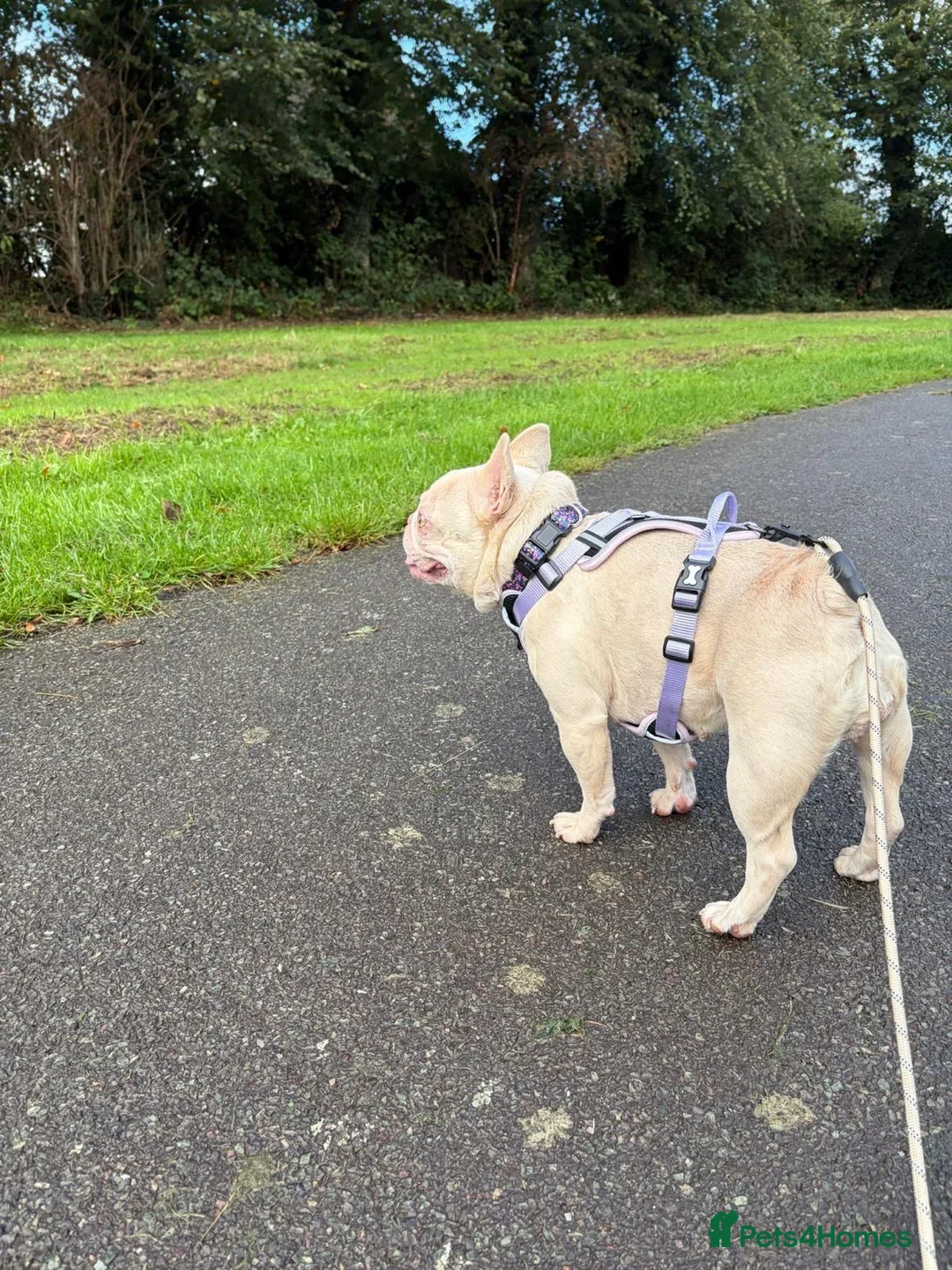 Mixed Breed dogs for adoption: ❤️🐶 HOPE – A UNIQUE LITTLE FRENCHIE - Advert 18
