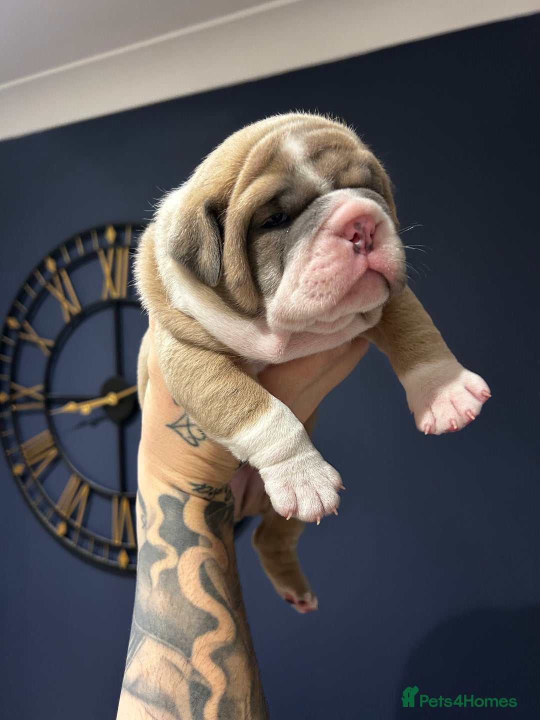 Mixed Breed dogs for sale: English bulldogs  - Advert 9