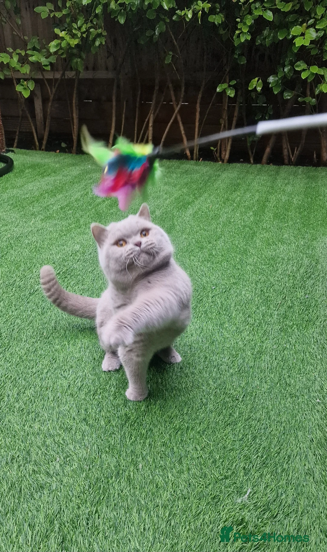 British Shorthair cats for stud: 🌟Exclusive Import ⭐World-Class Type🌟 - Advert 11